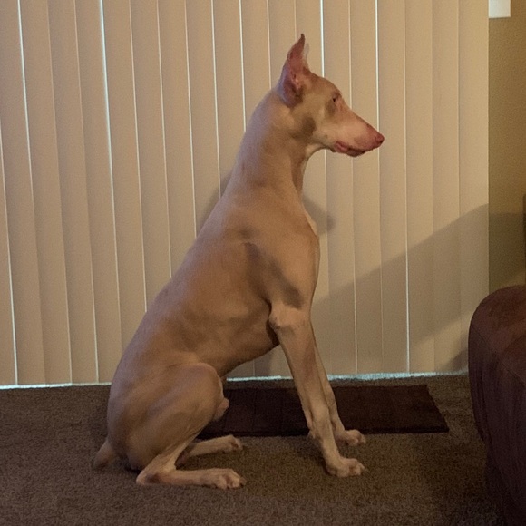 Meet your Posher, Serena - Picture 7 of 9